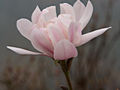 Magnolia stellata Rosea IMG_5309 Magnolia gwiaździsta Rosea